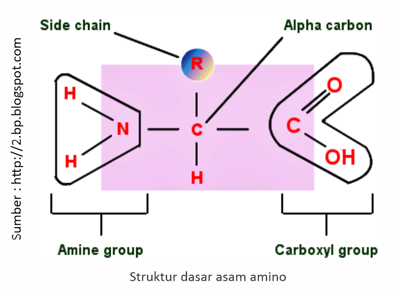 Fungsi asam amino dalam tubuh adalah untuk membentuk