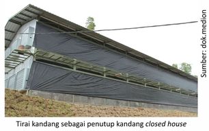 Masa Brooding di Kandang Closed House
