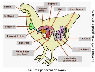 Optimalkan Kesehatan Pencernaan Ayam
