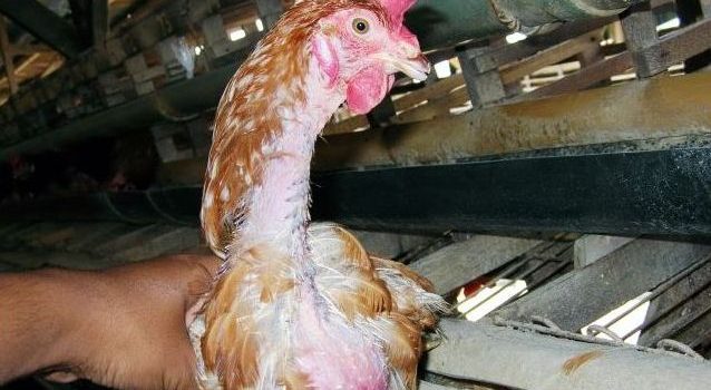 Penyebab Ayam Tidak Bertelur