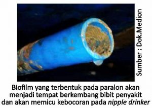 Tips Memilih Tempat Ransum dan Air Minum 5 Biofilm yang terbentuk pada paralon 300x213 1