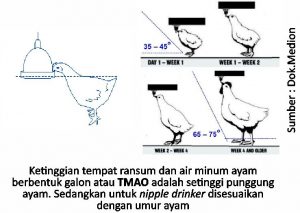 Tips Memilih Tempat Ransum dan Air Minum 6 ketinggian tempat ransum dan air minum ayam berbentuk galon atau TMAO 300x213 1
