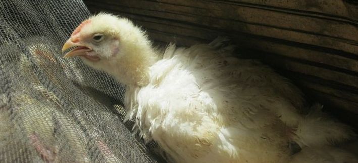 Geliat Penyakit CRD pada Ayam