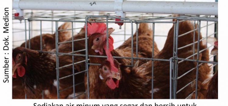 Konsultasi Infeksi Bakterial pada Ayam
