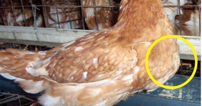 Optimalkan Konsumsi Ransum Ayam Petelur