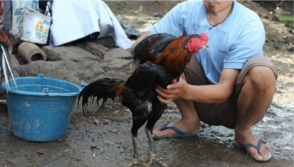 Perawatan dan Latihan Rutin Untuk Ayam Laga
