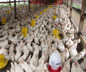 Penyusunan Program Kesehatan Ayam Pejantan