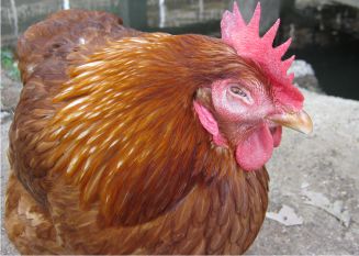 Maksimalkan Proteksi Ayam dari Coryza