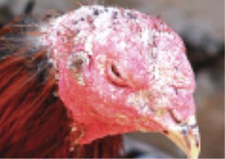 Membasmi Tuntas Infeksi Jamur Kulit Ayam Laga