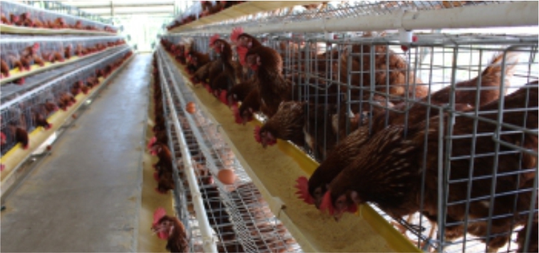 Ransum Ayam Petelur dan Manajemen Pemberiannya
