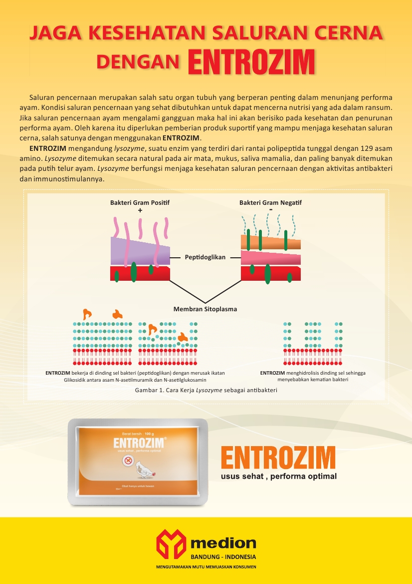 Entrozim - Epamflet-1