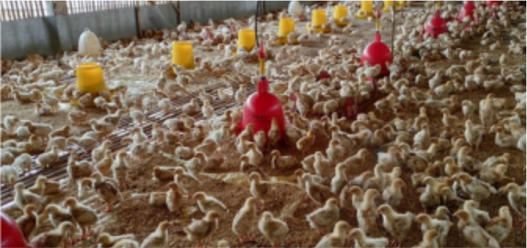 Perbaikan Target Bobot Badan Ayam Petelur yang Tidak Tercapai