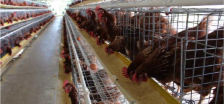 Peran Penting Mineral untuk Ayam Petelur Modern