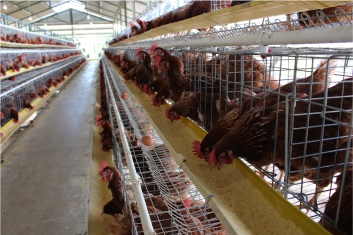 Peran Penting Mineral untuk Ayam Petelur Modern