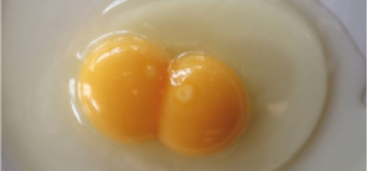 Karotenoid, Pigmen Warna Kuning Telur