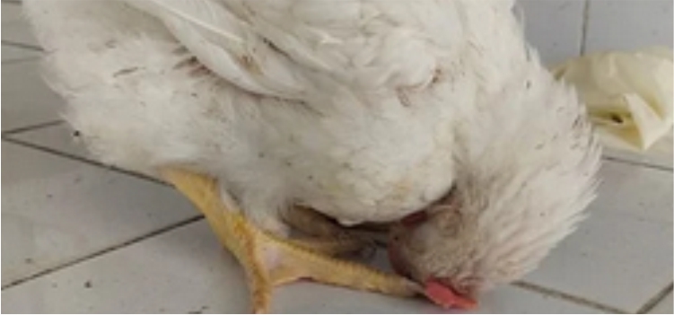 Penyebab Ayam Kejang dan Mati Mendadak