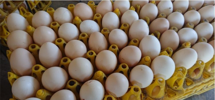 Mencegah Kecilnya Telur Ayam Kampung