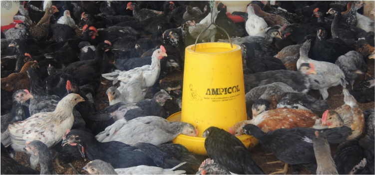 Gangguan Pernapasan pada Ayam Kampung