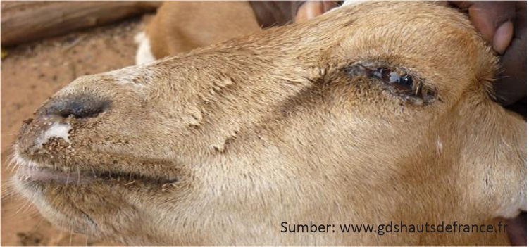 Peste Des Petits Ruminants (PPR) pada Kambing/Domba