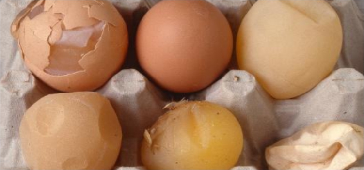 Memperbaiki Kualitas Kerabang Telur