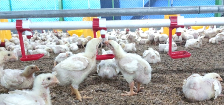 Pentingnya Menjaga Kualitas Air di Peternakan Ayam