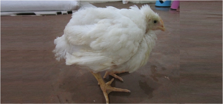 Strategi Meminimalisir Koksidiosis pada Ayam