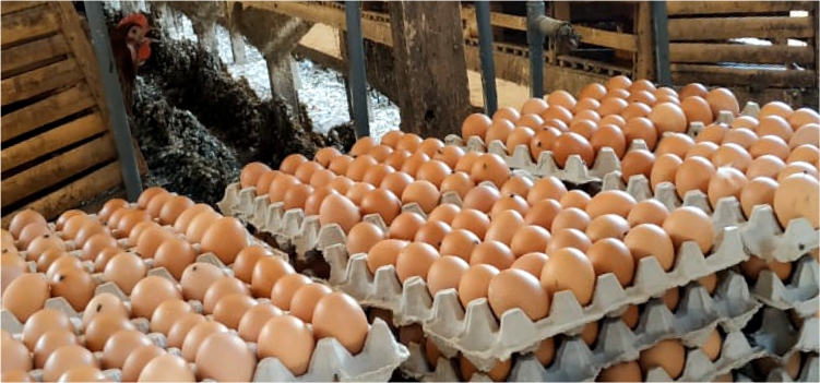 Penyebab Perbedaan Berat Telur