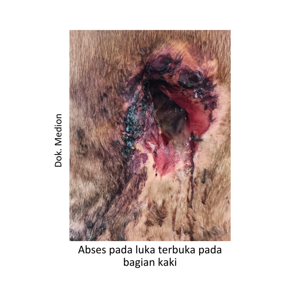 Menangani dan Mencegah Abses pada Ternak 1 19 1024x1024 1