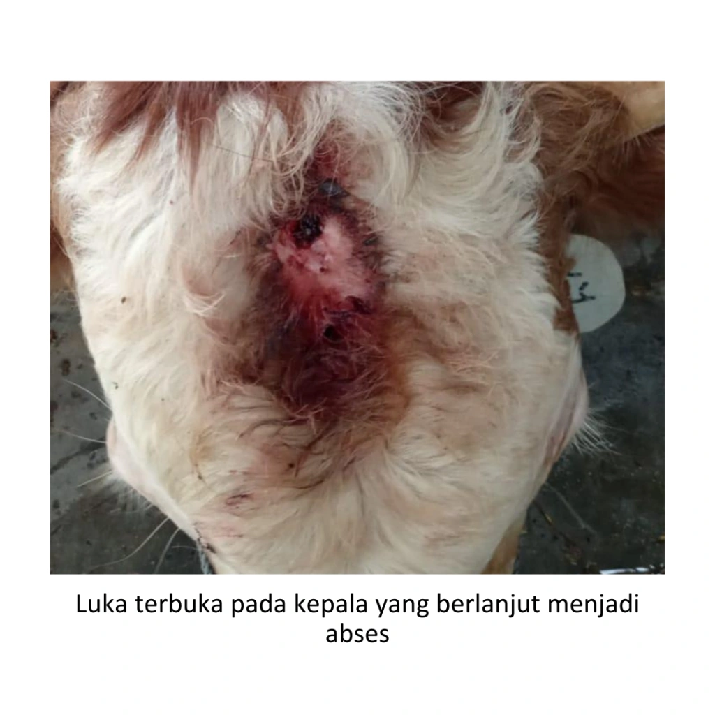 Menangani dan Mencegah Abses pada Ternak 2 20 1 1024x1024 1