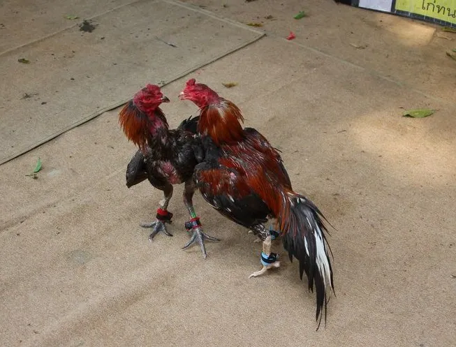 Info Medion 27 mengatasi turun urat pada ayam laga