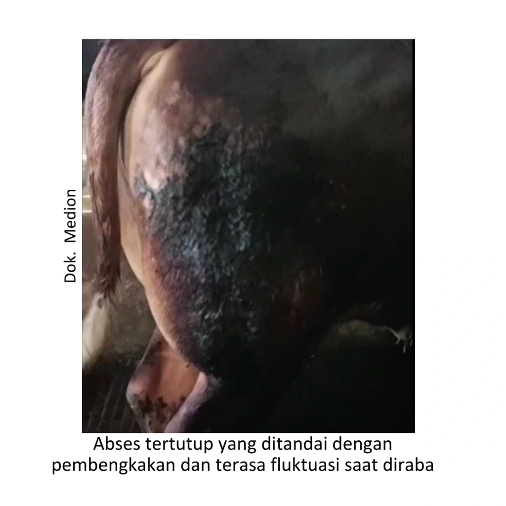 Menangani dan Mencegah Abses pada Ternak 3 21 1 1024x1024 1