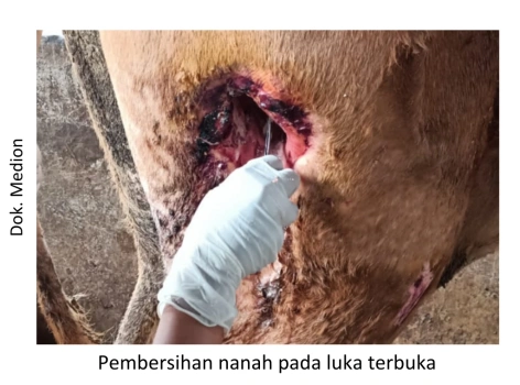 Menangani dan Mencegah Abses pada Ternak 4 22 1 e1719813759272 472x350 1