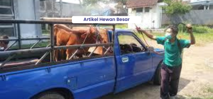 Tingkatkan Kesehatan Ternak di Tengah Tantangan Penyakit 1 Artikel Hewan Besar 1 1 1