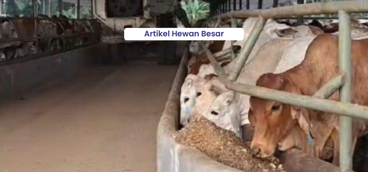 Optimalkan Pertambahan Bobot Sapi dengan Imbuhan Pakan 10 Artikel Hewan Besar 1 1