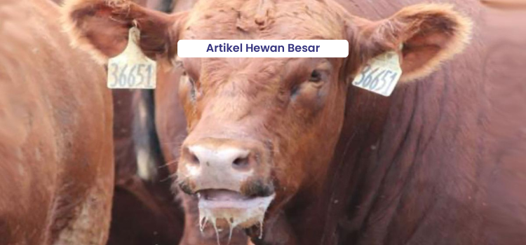 Dampak Heat Stress bagi Sapi dan Cara Mengatasinya 9 Artikel Hewan Besar 1