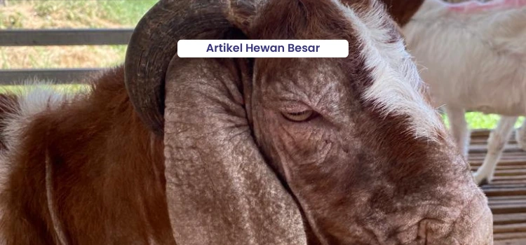 Atasi Kudis (Scabies) pada Kambing dengan Tepat 4 Artikel Hewan Besar 1
