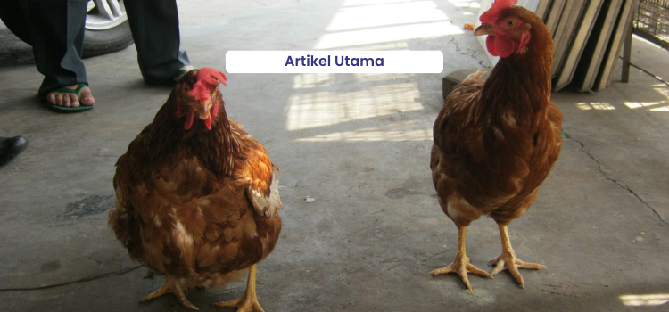 Infectious Bronchitis, Penyakit Pernapasan yang Memengaruhi Kualitas Produksi