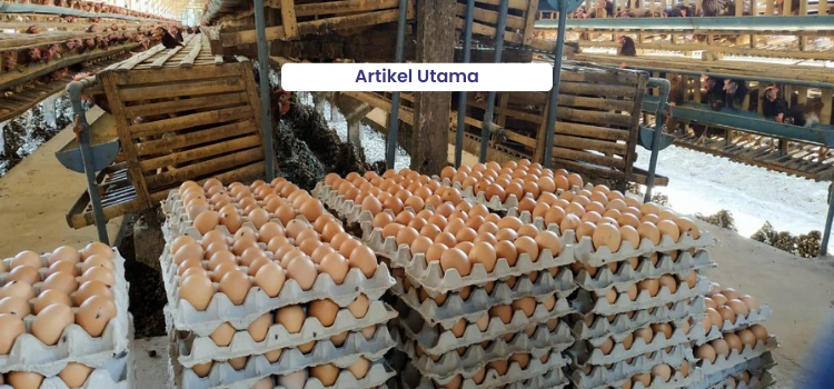 Beware of Viral Diseases in Laying Chickens on Productivity