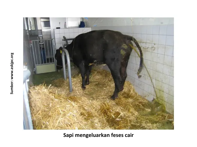 Penyebab dan Penanganan Diare pada Sapi 1 HB1