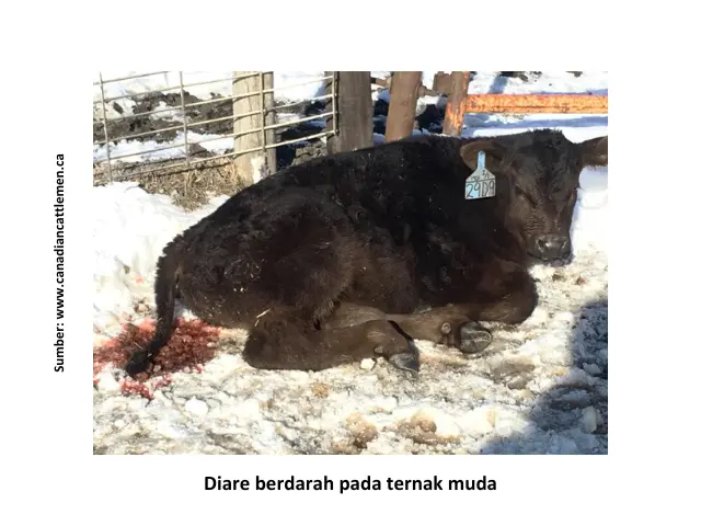 Penyebab dan Penanganan Diare pada Sapi 2 HB2
