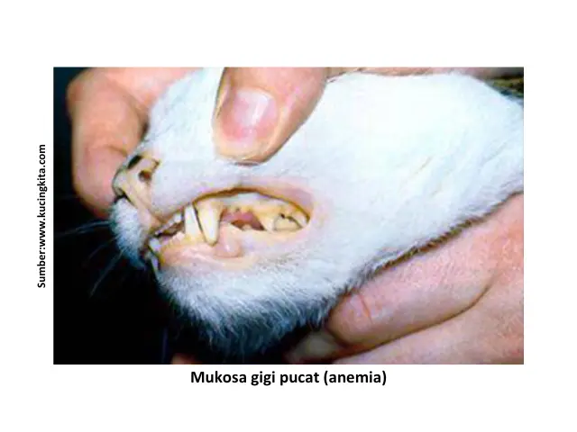 Tips Mencegah Penyakit Parasit pada Kucing 10 HK11