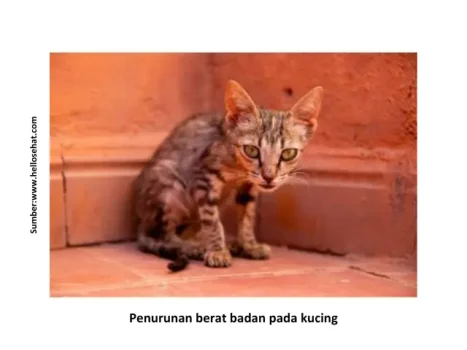 Tips Mencegah Penyakit Parasit pada Kucing 5 HK6 467x350 2