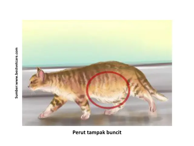 Tips Mencegah Penyakit Parasit pada Kucing 7 HK8