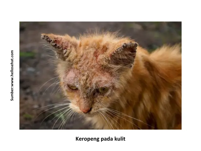 Tips Mencegah Penyakit Parasit pada Kucing 8 HK9