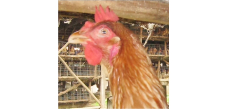 Info Medion 26 gejala mata ayam bengkak
