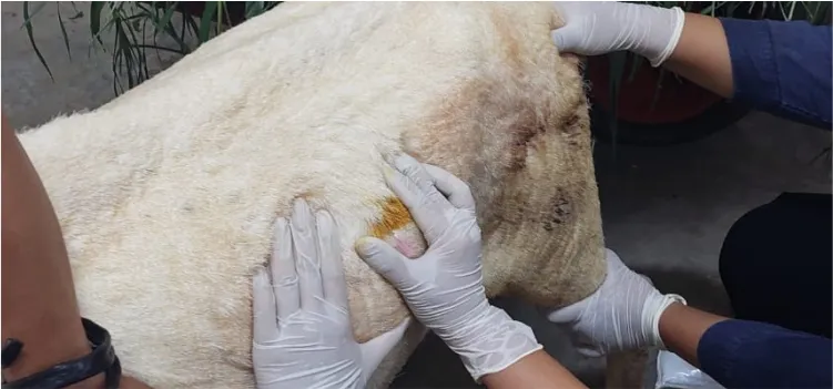 Penanganan Kembung pada Ternak Kambing 1 penanganan kembung pada ternak kambing