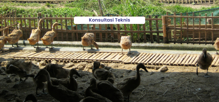 Itik Lemas dan Panting 6 Konsultasi Teknis 1 1