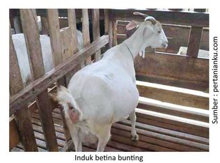 Pentingnya Vitamin B-Kompleks untuk Ternak 10 pentingnya vitamin b kompleks untuk ternak