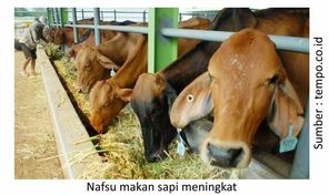 Pentingnya Vitamin B-Kompleks untuk Ternak 6 nafsu makan sapi meningkat