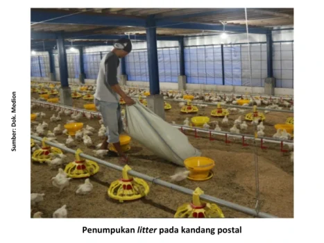 Perbaikan Biosekuriti di Musim Penghujan 3 S3 467x350 1